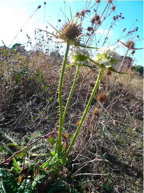 Dipsacus ferox / Scardaccione spinosissimo